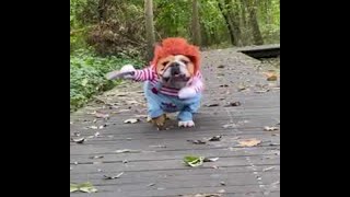 Bulldog Dressed as Chucky Coming For You || ViralHog