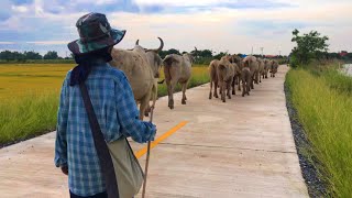 ฝูงวัวบราห์มันสีขาว พากันกลับคอกยามเย็น :บรรยากาศเลี้ยงวัวกินหญ้ารอบอ่างเก็บน้ำบางพระหลวง #cow #วัว