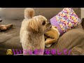 【ペキプー】もふもふな愛犬と今年初のトリミングに行きました！