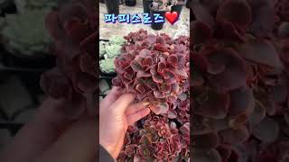 이쁜 다육 파피스로즈 가격은 25,000원❤️ #plants  #succulent #cactus #국민다육 #민이네다육 010-6863-0625