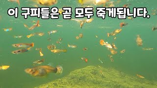 매년 수만마리의 구피가 연못에서 죽어가는 이유 이젠 멈춰주세요! [TV생물도감]