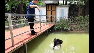 Kann er Schwimmen? Muxin TerraMow Rasenroboter (Mähroboter) fliegt in den Teich!