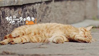 寺庙与猫｜一二三四五，来把猫猫数～【西园寺】【微纪录片】