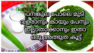 പനങ്കുല പോലെ മുടി  വളരാനും പേനും  ഇല്ലാതാക്കാനും  ഒരു അത്ഭുത കൂട്ട്||natural remedy for hair growth