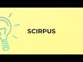 What is the meaning of the word SCIRPUS?