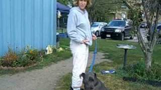 Quincy Animal shelter