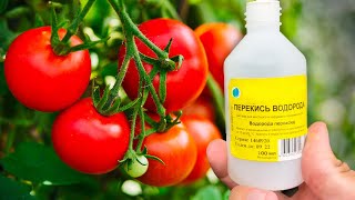 Hydrogen Peroxide Will Save Tomatoes From All Diseases!