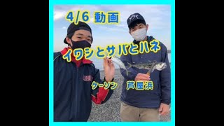 4/6西宮ケーソンでイワシとサバとハネ　フィッシングマックス芦屋店