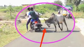 தமிழர்கள் காளை தமிழர்கள் போலவே ரொம்ப ரோசம இருக்கு🥰💥🥰|Pudukkottai jallikattu|jallikattu video