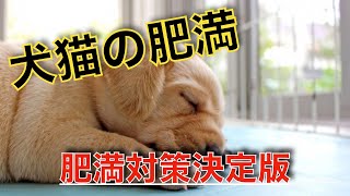 【肥満対策決定版】これで愛犬愛猫のダイエットは完璧！獣医師が推奨するダイエット法