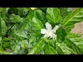 gardinia flowers నందివర్ధనం పూలు