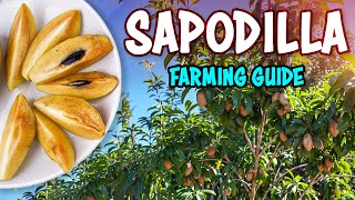 Sapodilla (Chikoo ) Farming: Complete Guide | Sapota Fruit Cultivation