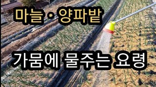 봄 가뭄이 심할 때 마늘ㆍ양파밭에 물은이렇게!!!(2023.3.8)(#가뭄극복,#물주는요령,#물주는시간대,#물주는주기,#마늘양파물주기,#물주는간격)