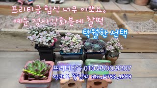 23.8.17.나~~합식좀 해줘요! 매냐 언니 이쁘게 식재해둘께요.