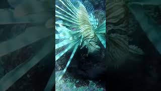 とても危険な魚 / Red lionfish #Shorts