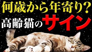 【老猫って何才から？】猫のこんな行動を見かけたら、もう年配猫です。