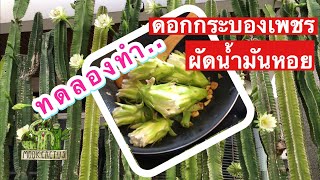 ดอกกระบองเพชร ผัดน้ำมันหอย ชิมแล้วอร่อยดี | Fried cactus flower | MookCactus