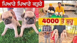 ਪਿਆਰੇ ਕਤੁਰੇ 4000 ਤੋਂ ਸੁਰੂ । Longowal Dog market | Dog #dog #pugdog #doglover  ​⁠@iltilanadhuri