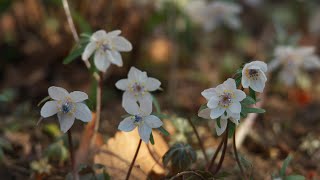 早春の花を動画で撮影してみた。(セツブンソウ、バイカオウレン、フクジュソウ等)