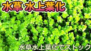 簡単 ビオトープ 水草 水上葉化 【余った水草は水上葉化させてストックする　水足しだけで育成OK】Making aquatic plants into water leaves