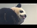 圓寶坐在鞦韆上吃竹葉，鞦韆搖搖悠閒又可愛 熊貓貓熊the giant panda yuan yuan and yuan bao 台北市立動物園