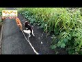 【猟犬】懲りない猟犬たち… 猟犬 猪猟 犬 犬動画 狩猟