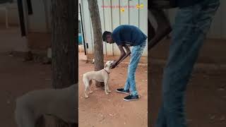 ##After long days meeting hershy kutty###dog  lovers##