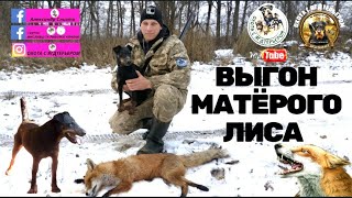 Охота с ягдтерьером, выгон матёрого лиса.Fox Hunt with Jagdterrier