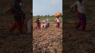 ಹಳ್ಳಿ ಹೆಣ್ಣು ಮಕ್ಕಳ ಜೀವನ #village women's life 😓😓#shortsvideo #subscribe