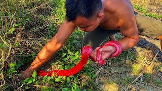 সাবধান! ভয়ানক ও বিরল প্রজাতির এই লাল সাপ দেখলে অবাক হবেন আপনিও   Most Uncommon Snakes in the World