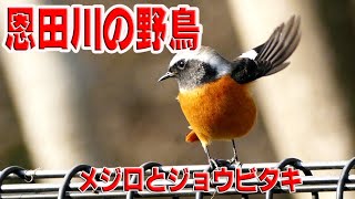 東京都町田市を流れる一級河川・恩田川沿い飛来する野鳥～～今回はメジロとジョウビタキ♂です。