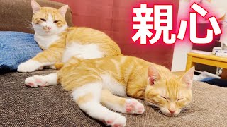 まるで親子のように幸せそうな顔で眠る兄弟猫達…♡[クラとトコといきる]