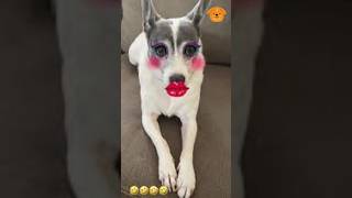 Hilarious Dogs That Will Make Y LOL 😂🐶 | Funny Dog Compilation #funnydogs #shorts Animals  and birds