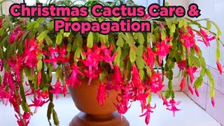 Christmas Cactus plant🎄Christmas Cactus plant Care And Propagation / Christmas Cactus Care in Winter