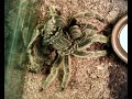 chilean rose hair tarantula molting shedding skin time lapse film