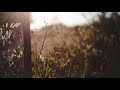 Sarah Neufeld - Where the Light Comes In