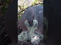 mother dove feeding baby高清山斑鸠喂小斑鸠原声视频，劝君莫打三春鸟