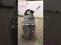 【癒し】アドベンチャーワールドのペンギンの赤ちゃんが深呼吸して頷いてる動画