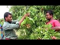 litchi garden in magura jessore bangladesh.