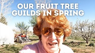 Our Fruit Tree Guilds in Spring