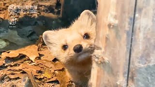 【旭山動物園】「エゾ」ってつくやつみんなかわいい！ものかげからカメラ目線チラッチラッ🦡❄️エゾクロテン[Asahiyama Zoo] Sable, endemic to Hokkaido.