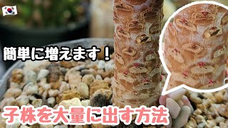 【多肉植物】【初心者】子株を大量に出す方法！簡単に増えます！【韓国苗】