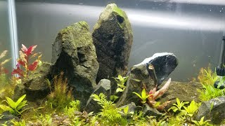 My 20 Gallon Iwagumi Aquascape - Celestial Pearl \u0026 Gold Ring Danios, Micro Rasbora, Ruby Tetra