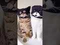 followme cat 动物 宠物 猫 盘点那些神同步的一瞬间