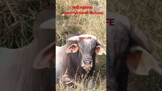 POWERFUL NANDI MAHARAJ | नन्दी महाराज | UCH LIFE #viral #bull #shorts #cowvideos