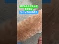 帰宅したら甘えん坊野良猫がモフられにやってきた！ cat t feralcat straycat 猫 ねこ ネコ にゃんこ 猫のいる暮らし 茶白猫 もふもふ 甘えん坊 地域猫