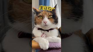 実は.......皆には内緒でお願いします🤫#cat 猫#ネコ#猫ミーム#三毛猫#メインクーン#ラグドール#maincoon #ragdoll #にゃん#ねこ動画#catvideo