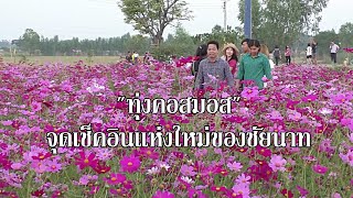 แห่ชม “ทุ่งคอสมอส” บานสะพรั่ง จุดเช็คอินแห่งใหม่ของชัยนาท