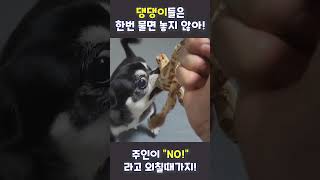 한번 물면 놓지 않는 댕댕이! / 주인님이 \