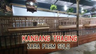 Etalase kandang trading Zara farm solo // kandang SNI // Hitamputih farm